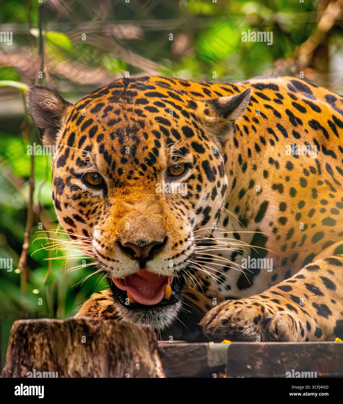 Eine Nahaufnahme eines wilden jaguar, der seine markanten Merkmale inmitten üppiger Grünflächen in Tolima, Kolumbien, zeigt, die der Wiederbelebung von Wildtieren gewidmet sind. Stockfoto Eine Nahaufnahme eines wilden jaguar, der seine markanten Merkmale inmitten üppiger Grünflächen in Tolima, Kolumbien, zeigt, die der Wiederbelebung von Wildtieren gewidmet sind. Stockfoto