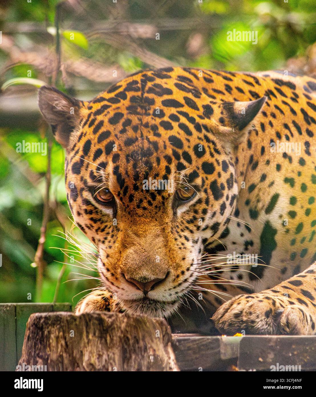 Eine Nahaufnahme eines jaguar in einem Wildlife Recovery Center in Tolima, Kolumbien, mit seinem markanten Fell und seinem intensiven Blick. Stockfoto Eine Nahaufnahme eines jaguar in einem Wildlife Recovery Center in Tolima, Kolumbien, mit seinem markanten Fell und seinem intensiven Blick. Stockfoto