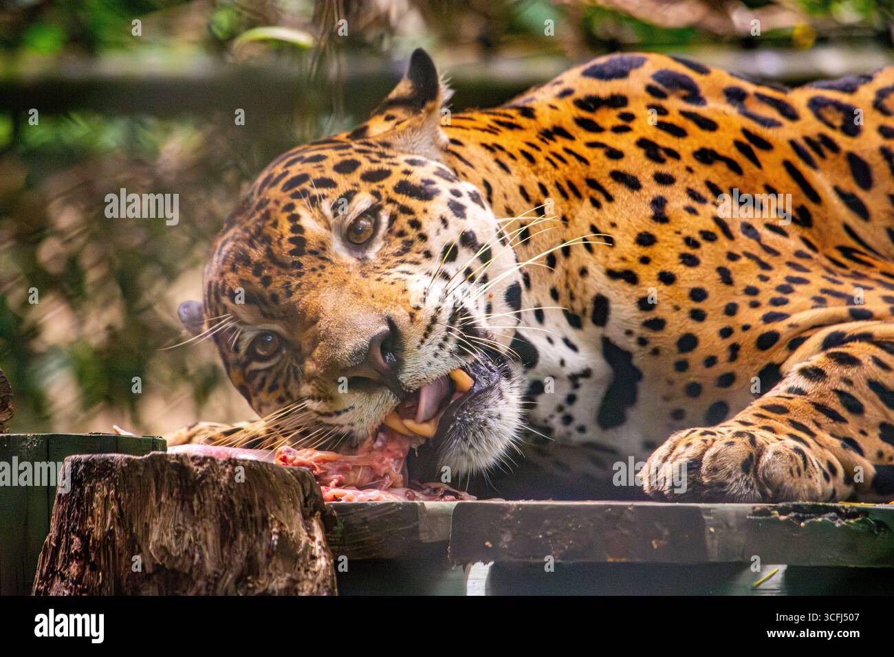 Eine Nahaufnahme eines jaguar Fütterungszentrums, das seinen lebendigen Pelz und seine wilde Natur in einem Fauna Recovery Center in Tolima, Kolumbien, zeigt. Stockfoto Eine Nahaufnahme eines jaguar Fütterungszentrums, das seinen lebendigen Pelz und seine wilde Natur in einem Fauna Recovery Center in Tolima, Kolumbien, zeigt. Stockfoto