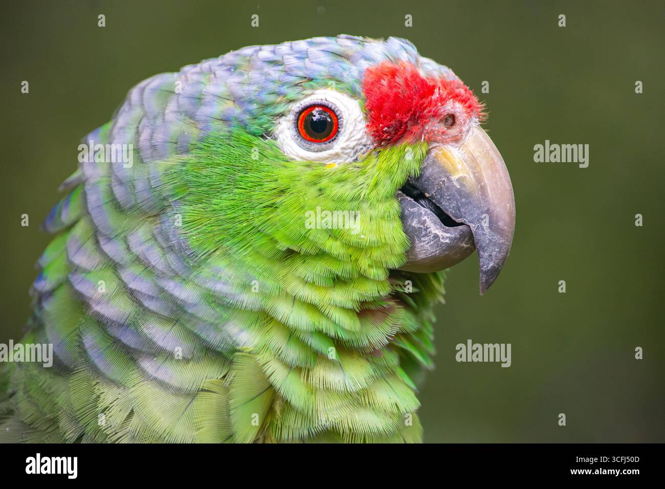 Ein lebhaftes Papageienporträt, das seine einzigartigen Farben und Merkmale zeigt und die Bemühungen um die Wiedergewinnung von Wildtieren in Tolima, Kolumbien, repräsentiert. Stockfoto Ein lebhaftes Papageienporträt, das seine einzigartigen Farben und Merkmale zeigt und die Bemühungen um die Wiedergewinnung von Wildtieren in Tolima, Kolumbien, repräsentiert. Stockfoto