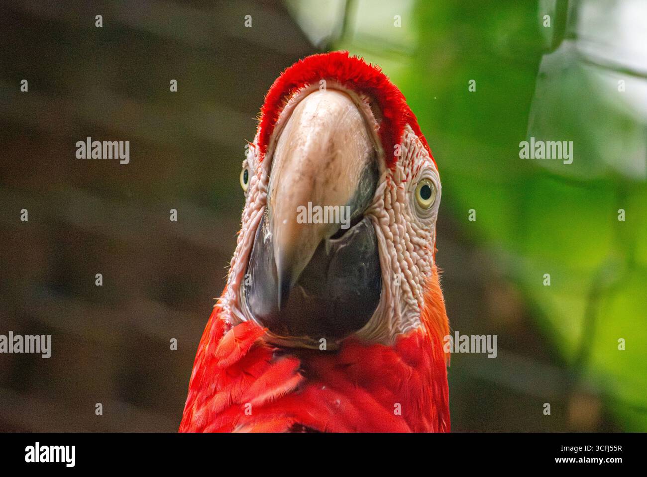 Eine lebhafte Nahaufnahme eines scharlachroten Aras mit seinen auffälligen Farben in einem Wildlife Recovery Center in Tolima, Kolumbien. Stockfoto Eine lebhafte Nahaufnahme eines scharlachroten Aras mit seinen auffälligen Farben in einem Wildlife Recovery Center in Tolima, Kolumbien. Stockfoto