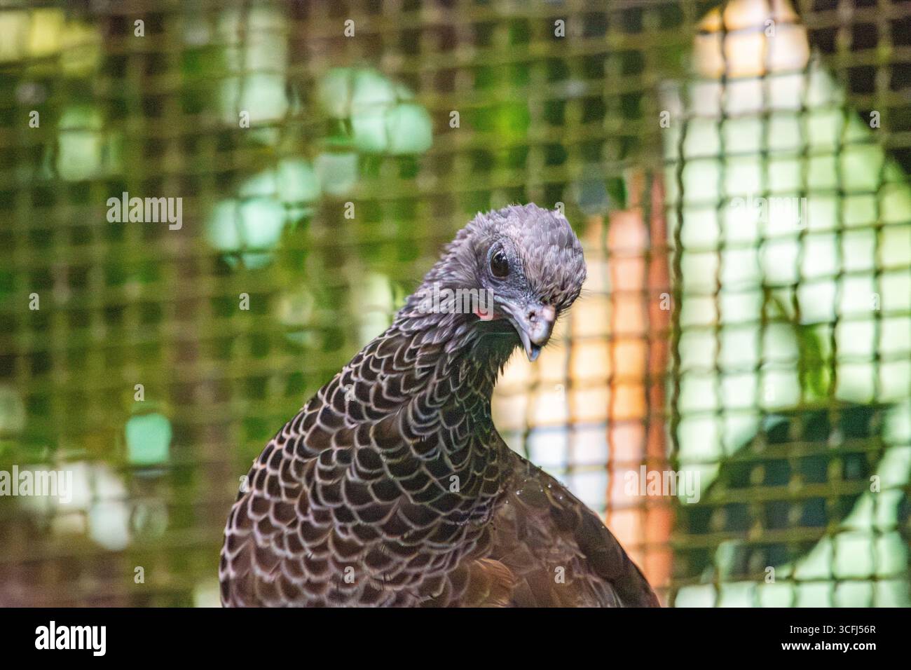 Eine Nahaufnahme eines Vogels in einem Wildlife Recovery Center in Tolima, Kolumbien, zeigt die Bedeutung des Artenschutzes. Stockfoto