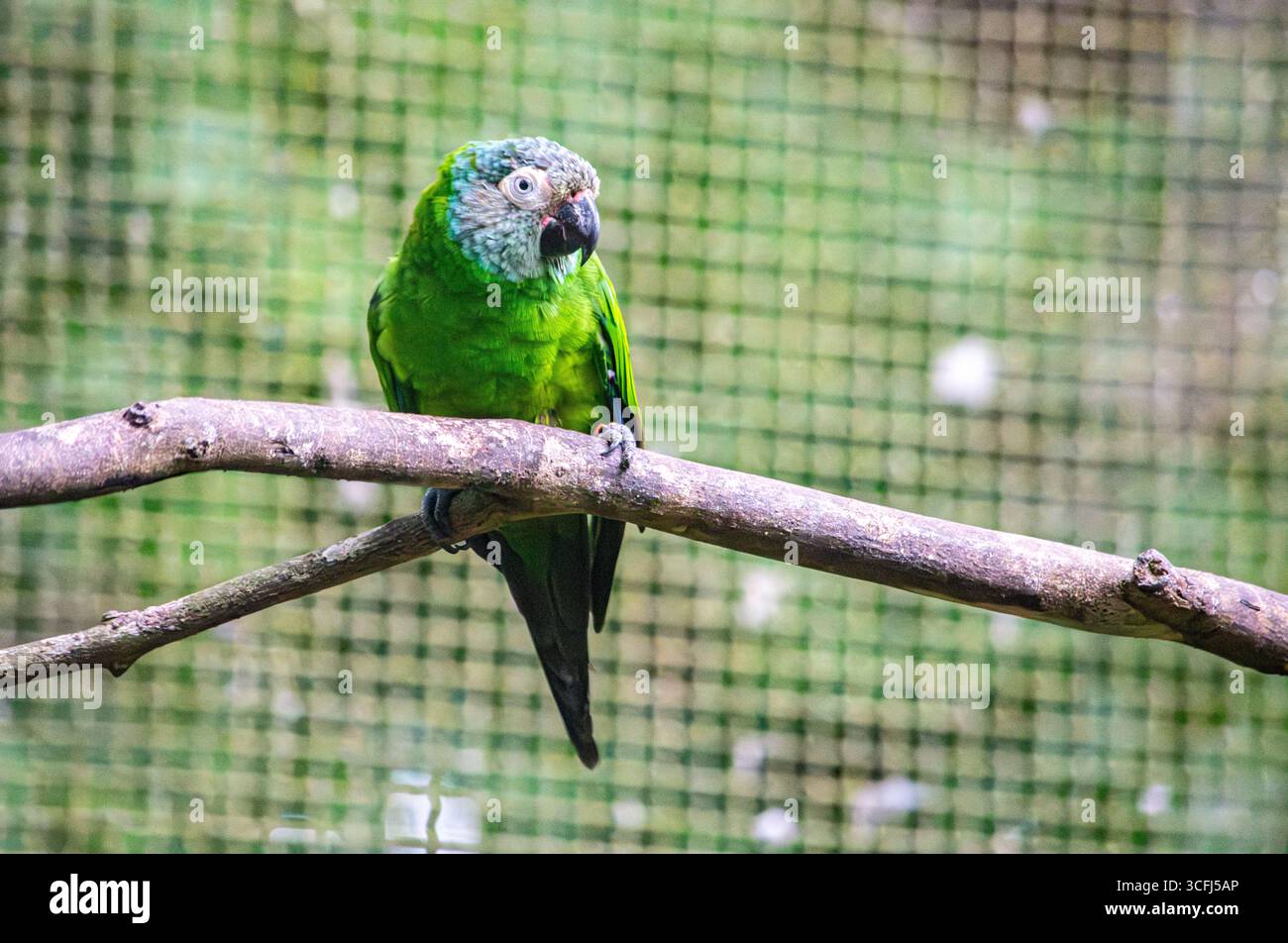 Ein lebendiger grüner Papagei, der auf einer Zweigstelle in einem Wildtiererholungszentrum in Tolima, Kolumbien, thront und die Schönheit der lokalen Fauna zeigt. Stockfoto Ein lebendiger grüner Papagei, der auf einer Zweigstelle in einem Wildtiererholungszentrum in Tolima, Kolumbien, thront und die Schönheit der lokalen Fauna zeigt. Stockfoto