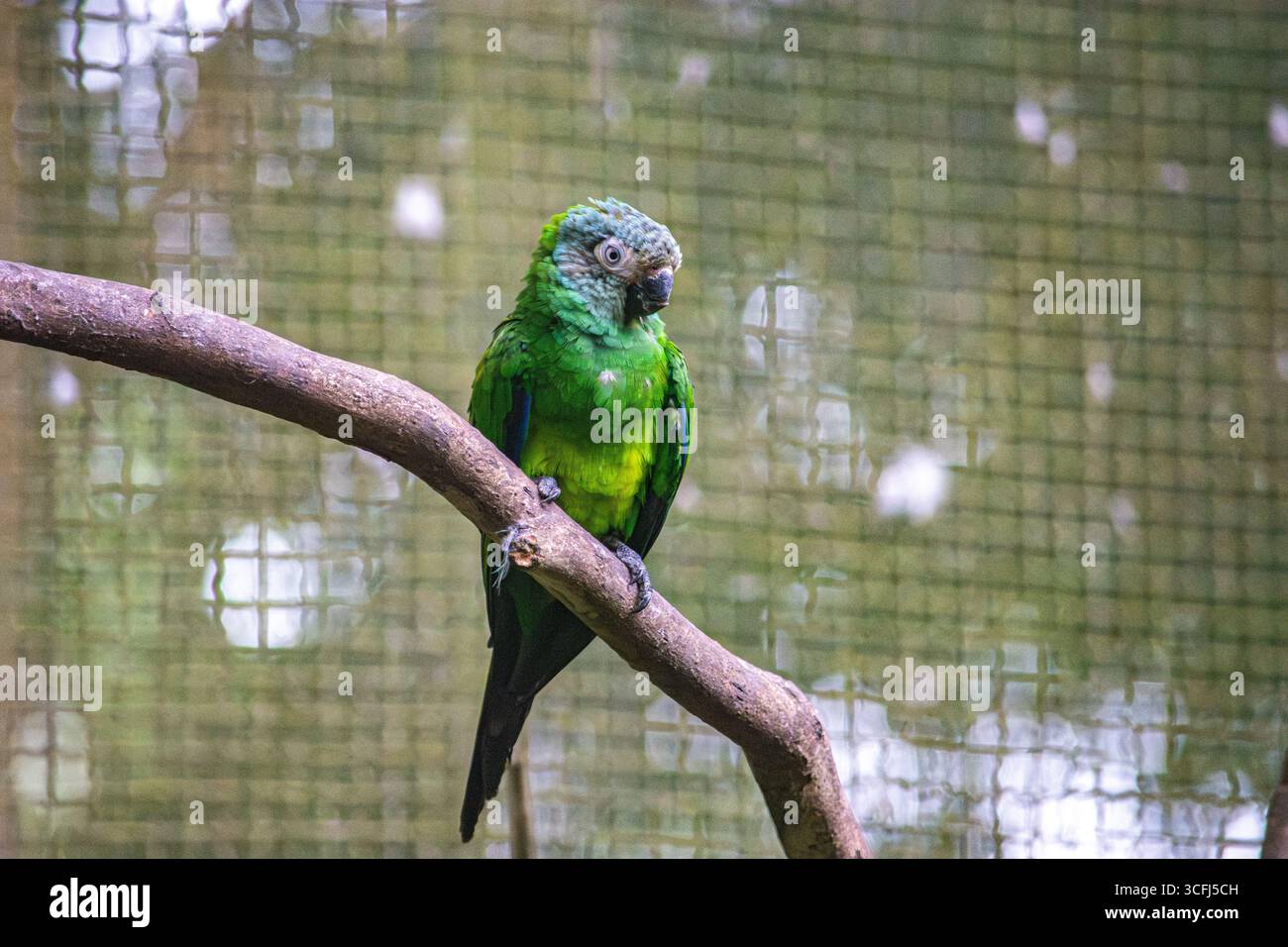Ein farbenfroher grüner Papagei, der auf einem Ast thront und atemberaubende Federn in einer Wildlife Recovery-Umgebung in Tolima, Kolumbien, zeigt. Stockfoto Ein farbenfroher grüner Papagei, der auf einem Ast thront und atemberaubende Federn in einer Wildlife Recovery-Umgebung in Tolima, Kolumbien, zeigt. Stockfoto