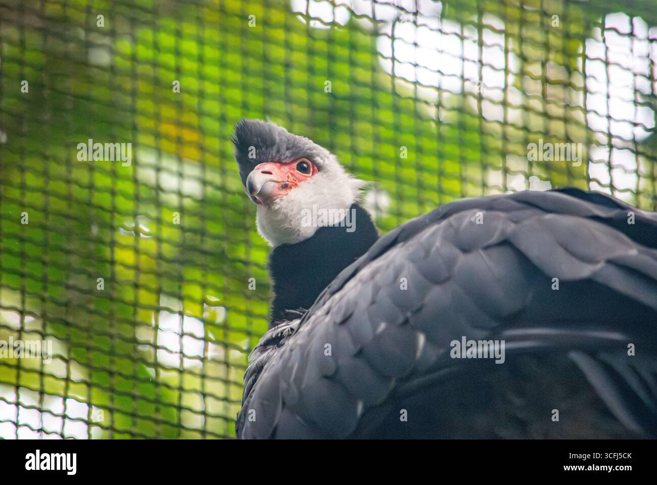 Eine Nahaufnahme eines einzigartigen Vogels in einem Wildlife Recovery Center in Tolima, Kolumbien, umgeben von üppigem Grün. Stockfoto Eine Nahaufnahme eines einzigartigen Vogels in einem Wildlife Recovery Center in Tolima, Kolumbien, umgeben von üppigem Grün. Stockfoto