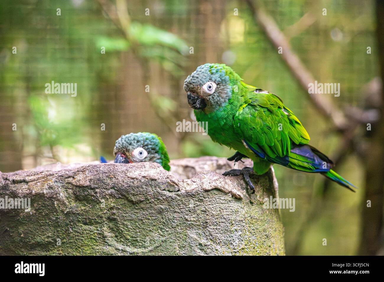 Zwei grüne Papageien in einem Wildtiererholungszentrum in Tolima, Kolumbien, stehen in der Nähe eines Steinbauwerks und zeigen lebendige Natur und Fauna. Stockfoto Zwei grüne Papageien in einem Wildtiererholungszentrum in Tolima, Kolumbien, stehen in der Nähe eines Steinbauwerks und zeigen lebendige Natur und Fauna. Stockfoto