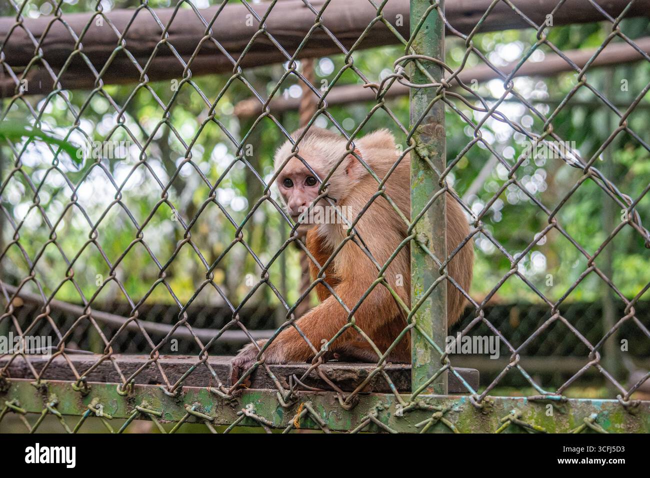 Ein festgehaltener Moment eines Affen, der in einem Wildtiererholungszentrum in Tolima, Kolumbien, ruht, umgeben von natürlichem Grün. Stockfoto Ein festgehaltener Moment eines Affen, der in einem Wildtiererholungszentrum in Tolima, Kolumbien, ruht, umgeben von natürlichem Grün. Stockfoto