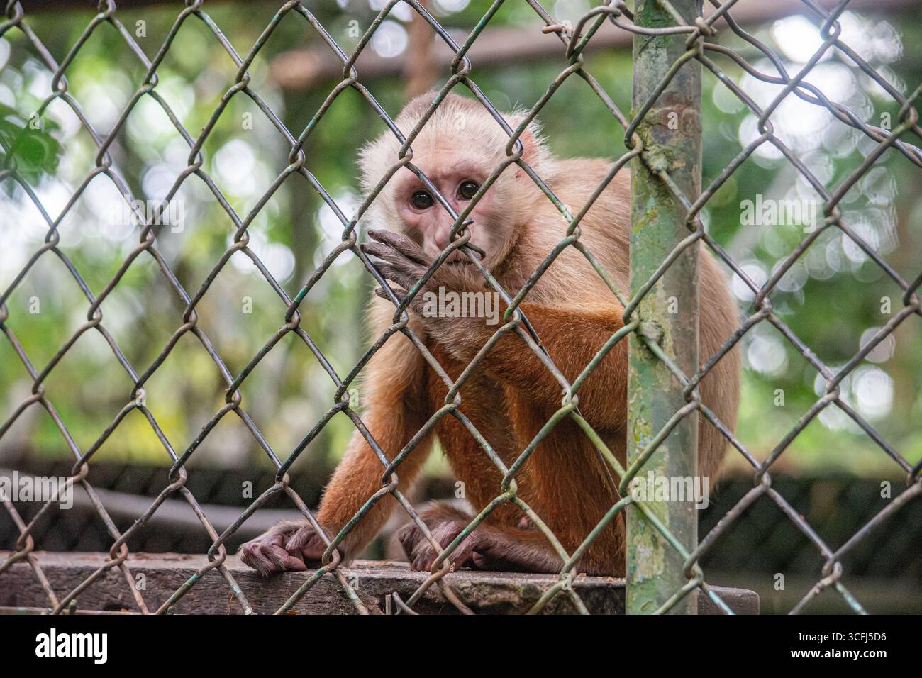 Ein Affe in einem Wildtiererholungszentrum in Tolima, Kolumbien, zeigt die Bedeutung von Maßnahmen zur Erhaltung und Rehabilitation von Tieren. Stockfoto