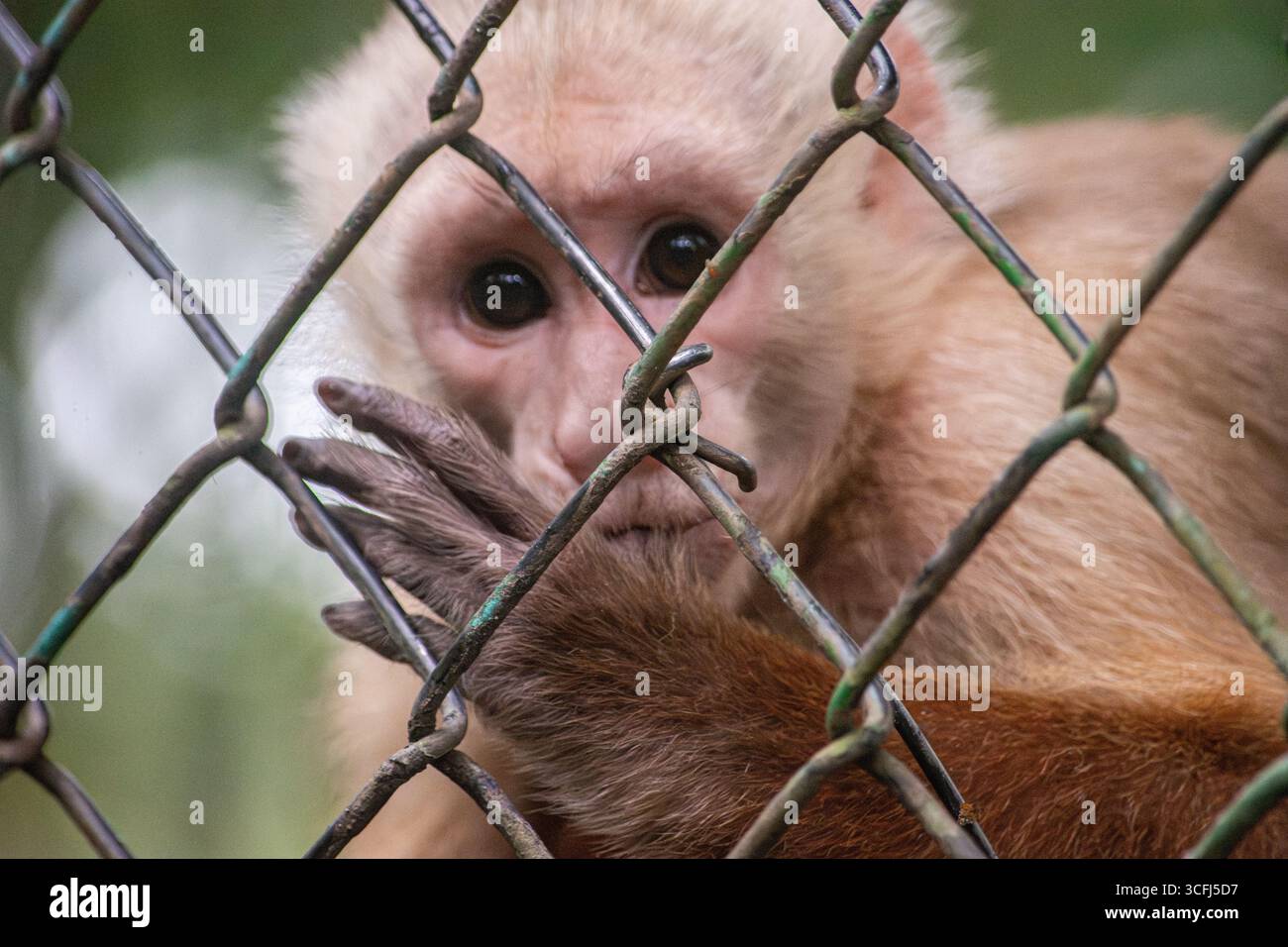 Eine Nahaufnahme eines geretteten Affen, der durch einen Zaun schaut, symbolisiert die Erholung der Wildtiere in Tolima, Kolumbien. Stockfoto Eine Nahaufnahme eines geretteten Affen, der durch einen Zaun schaut, symbolisiert die Erholung der Wildtiere in Tolima, Kolumbien. Stockfoto