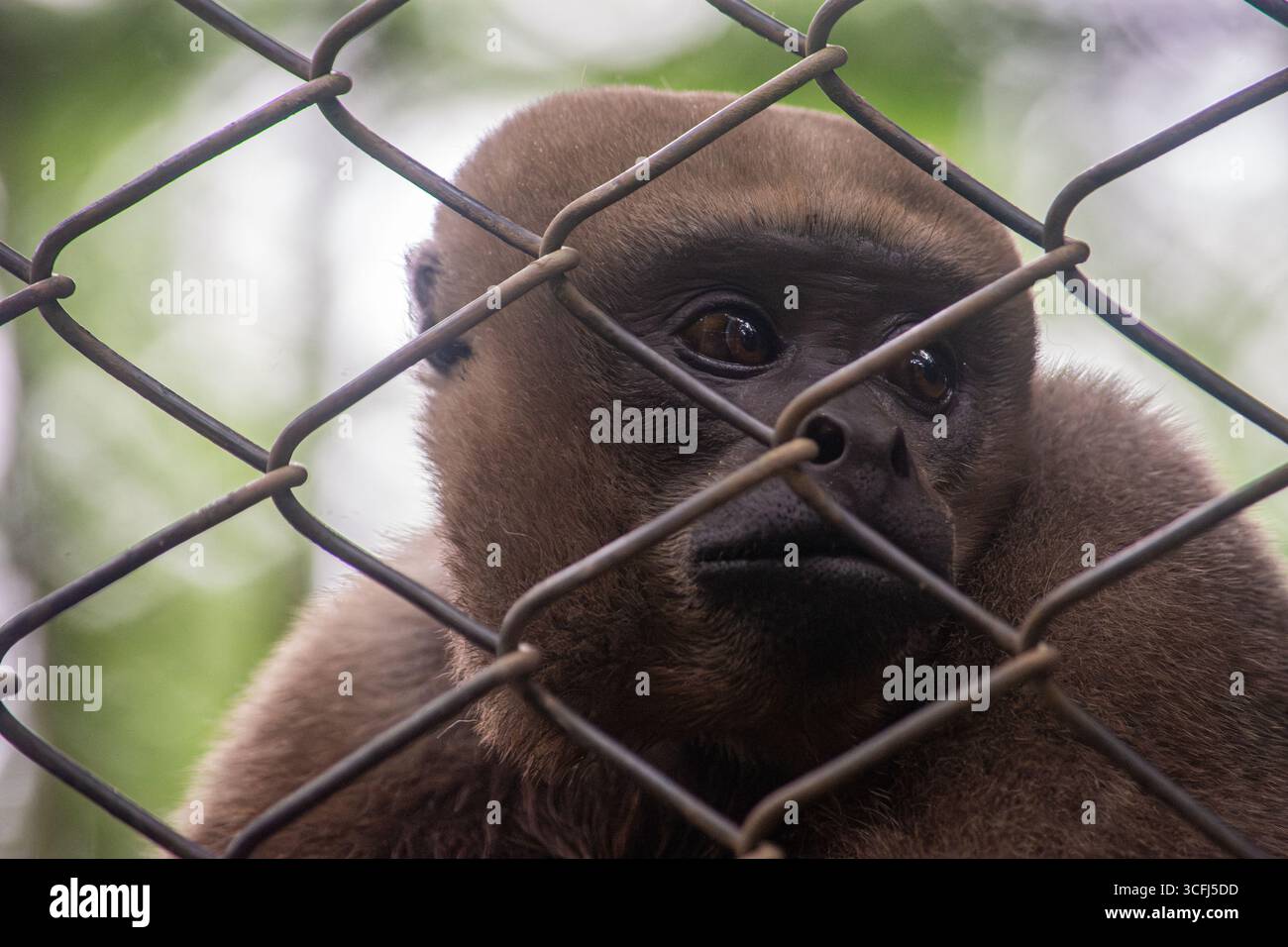 Intimes Porträt eines in Gefangenschaft gehaltenen Affen, der durch einen Zaun in Tolima, Kolumbien, blickt und zeigt, wie wichtig es ist, die Tierwelt zu retten. Stockfoto Intimes Porträt eines in Gefangenschaft gehaltenen Affen, der durch einen Zaun in Tolima, Kolumbien, blickt und zeigt, wie wichtig es ist, die Tierwelt zu retten. Stockfoto