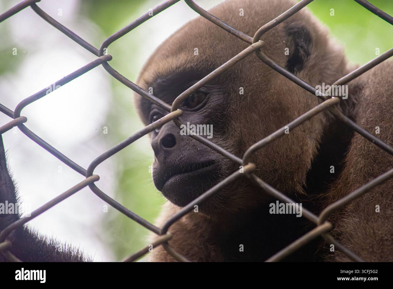Eine Nahaufnahme des Gesichts eines Affen durch einen Metallzaun, der seine ausdrucksstarken Merkmale und die Umgebung in Tolima, Kolumbien, einfängt. Stockfoto Eine Nahaufnahme des Gesichts eines Affen durch einen Metallzaun, der seine ausdrucksstarken Merkmale und die Umgebung in Tolima, Kolumbien, einfängt. Stockfoto