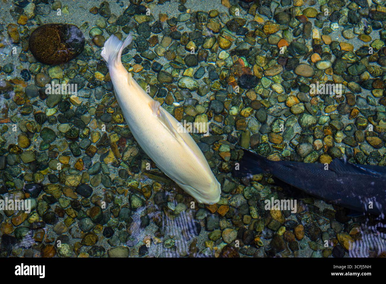 Ein ruhiger Unterwasserblick, der die Wasserwelt in einem Wildlife Recovery Center in Tolima, Kolumbien, zeigt. Stockfoto Ein ruhiger Unterwasserblick, der die Wasserwelt in einem Wildlife Recovery Center in Tolima, Kolumbien, zeigt. Stockfoto