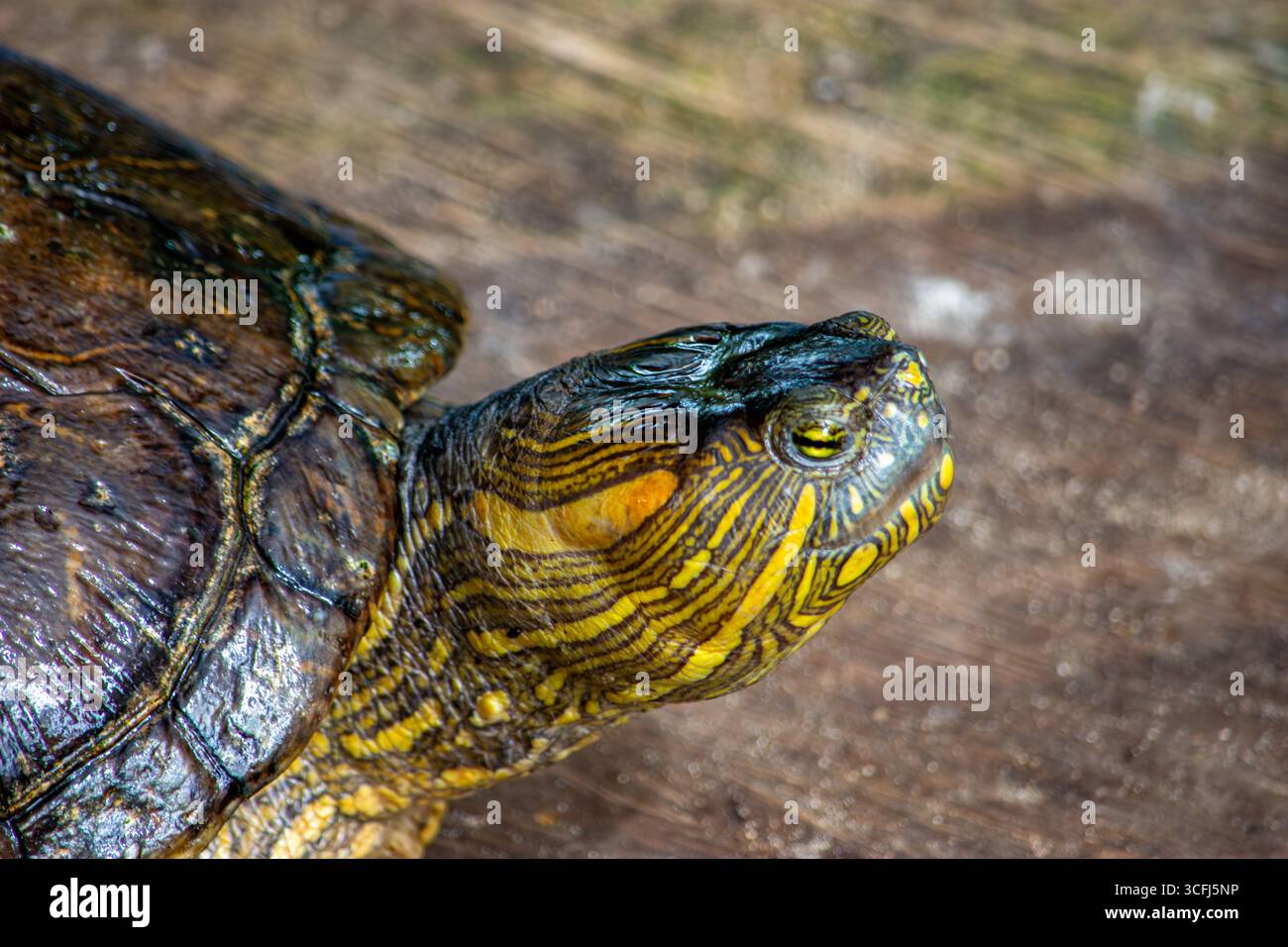 Eine detaillierte Nahaufnahme des Kopfes einer Schildkröte, die ihre komplizierten Muster und Texturen in Tolima, Kolumbien, zeigt. Stockfoto Eine detaillierte Nahaufnahme des Kopfes einer Schildkröte, die ihre komplizierten Muster und Texturen in Tolima, Kolumbien, zeigt. Stockfoto