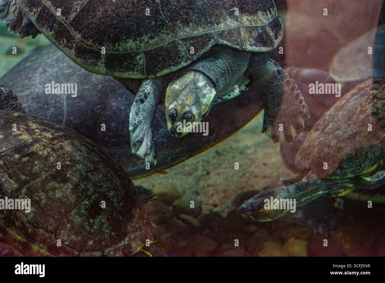 Eine Nahaufnahme von Schildkröten in einem Wildtiererholungszentrum, die die Bedeutung der Bemühungen zur Wiedergewinnung und Erhaltung der Fauna in Tolima, Kolumbien, verdeutlicht. Stockfoto Eine Nahaufnahme von Schildkröten in einem Wildtiererholungszentrum, die die Bedeutung der Bemühungen zur Wiedergewinnung und Erhaltung der Fauna in Tolima, Kolumbien, verdeutlicht. Stockfoto