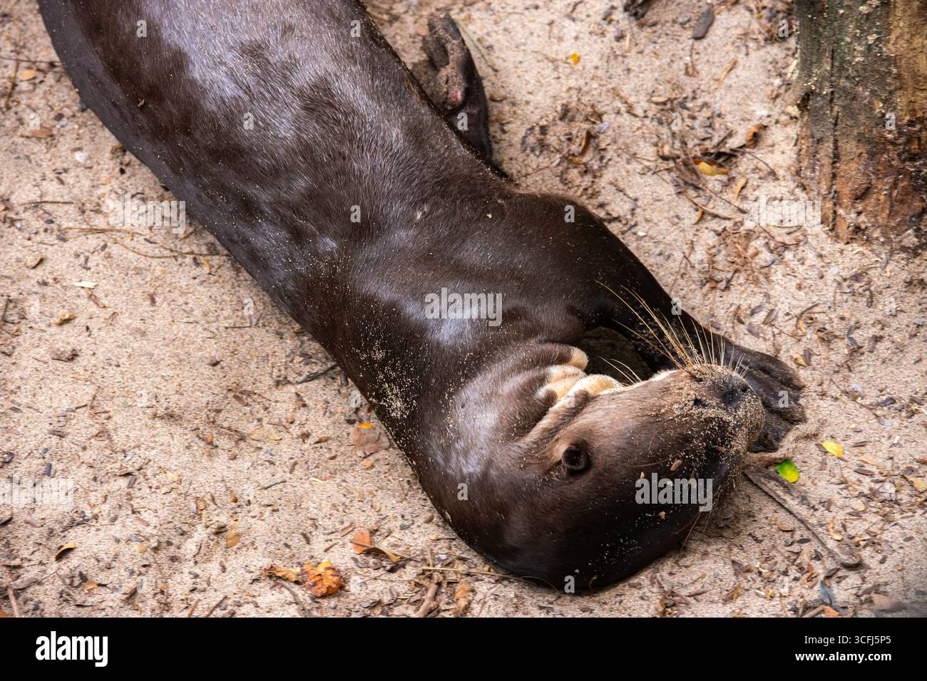 Eine Nahaufnahme eines Ottern auf sandigem Boden, der seine einzigartigen Merkmale und seinen Lebensraum in Tolima, Kolumbien, zeigt. Stockfoto Eine Nahaufnahme eines Ottern auf sandigem Boden, der seine einzigartigen Merkmale und seinen Lebensraum in Tolima, Kolumbien, zeigt. Stockfoto