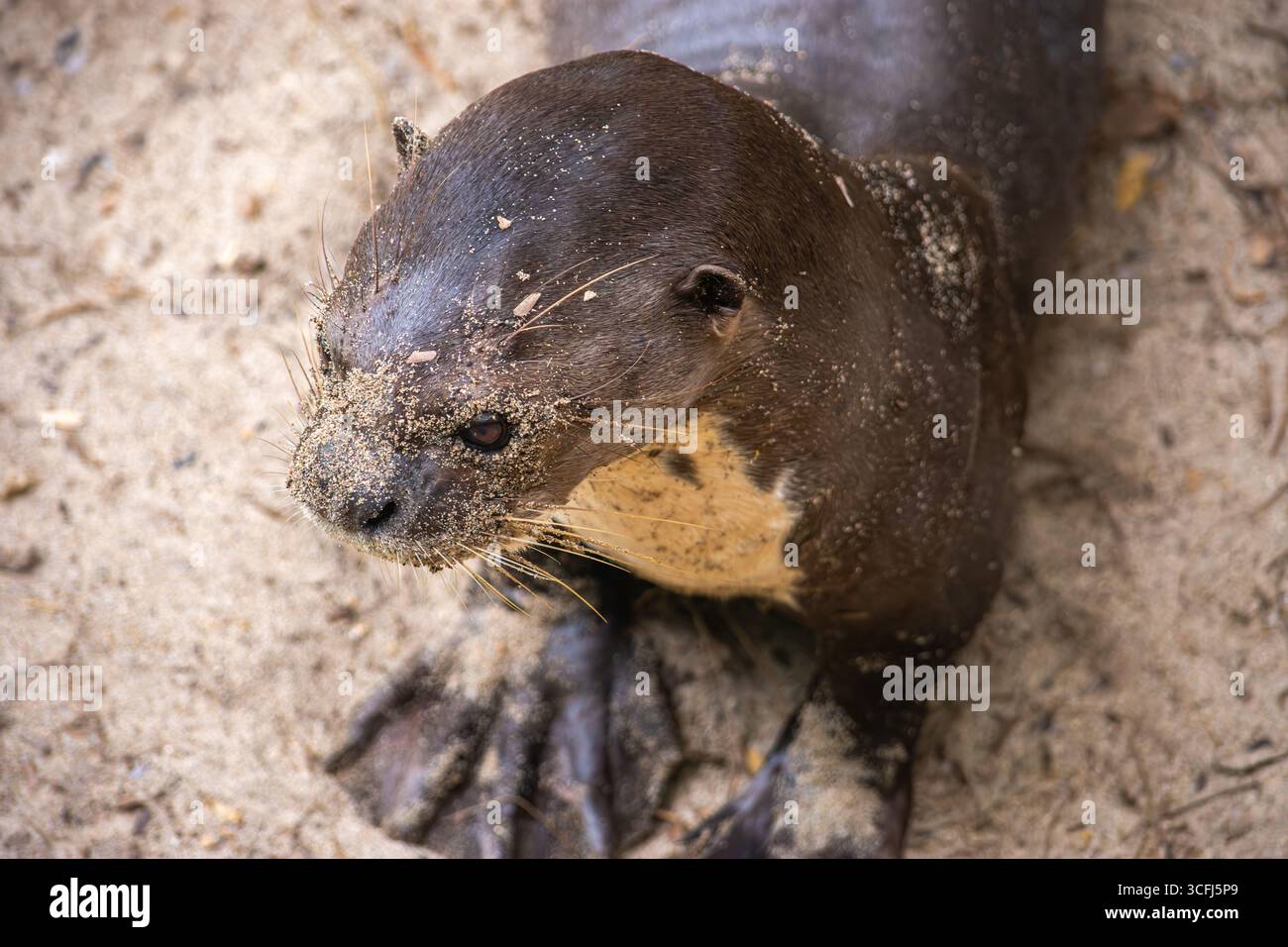 Eine Nahaufnahme eines geretteten Ottern in einem Wildtiererholungszentrum in Tolima, Kolumbien, zeigt die Bedeutung des Tierschutzes. Stockfoto