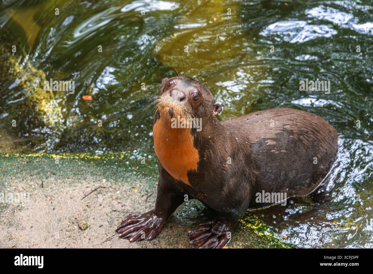 Ein geretteter Otter in Tolima, Kolumbien, zeigt die Bemühungen um die Wiedergewinnung von Wildtieren. Das Tier ist in der Nähe des Wassers wachsam und betont die Erhaltung und Rehabilitation. Stockfoto Ein geretteter Otter in Tolima, Kolumbien, zeigt die Bemühungen um die Wiedergewinnung von Wildtieren. Das Tier ist in der Nähe des Wassers wachsam und betont die Erhaltung und Rehabilitation. Stockfoto