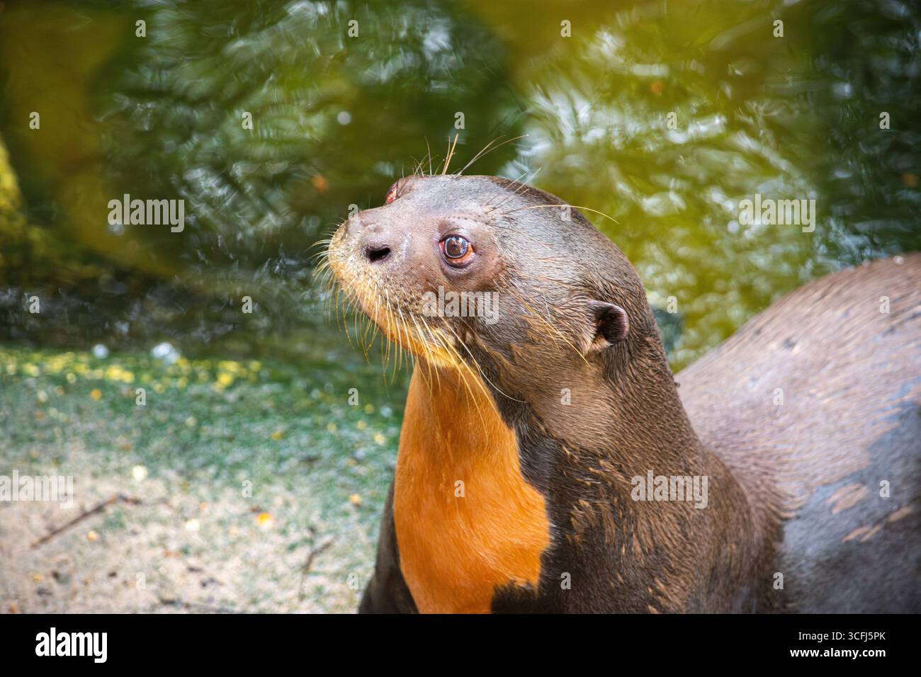 Eine Nahaufnahme eines Ottern in Tolima, Kolumbien, zeigt die Bemühungen um die Wiedergewinnung von Wildtieren in der Natur. Das Bild unterstreicht die Bedeutung der Erhaltung. Stockfoto Eine Nahaufnahme eines Ottern in Tolima, Kolumbien, zeigt die Bemühungen um die Wiedergewinnung von Wildtieren in der Natur. Das Bild unterstreicht die Bedeutung der Erhaltung. Stockfoto