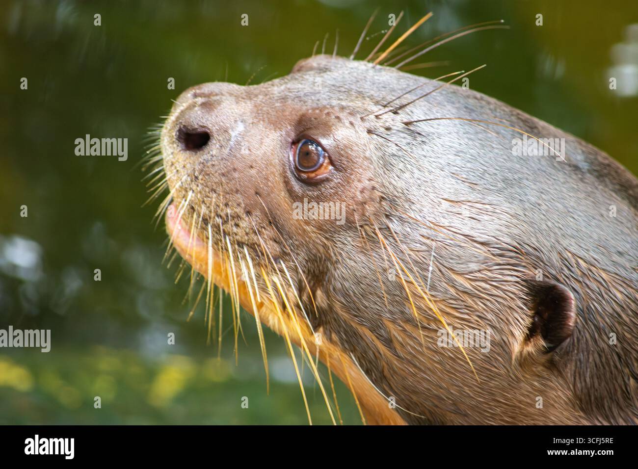 Eine intime Nahaufnahme eines Ottergesichts mit seinen Whiskern und ausdrucksstarken Augen, aufgenommen in einem Wildlife Recovery Center in Tolima, Kolumbien. Stockfoto Eine intime Nahaufnahme eines Ottergesichts mit seinen Whiskern und ausdrucksstarken Augen, aufgenommen in einem Wildlife Recovery Center in Tolima, Kolumbien. Stockfoto