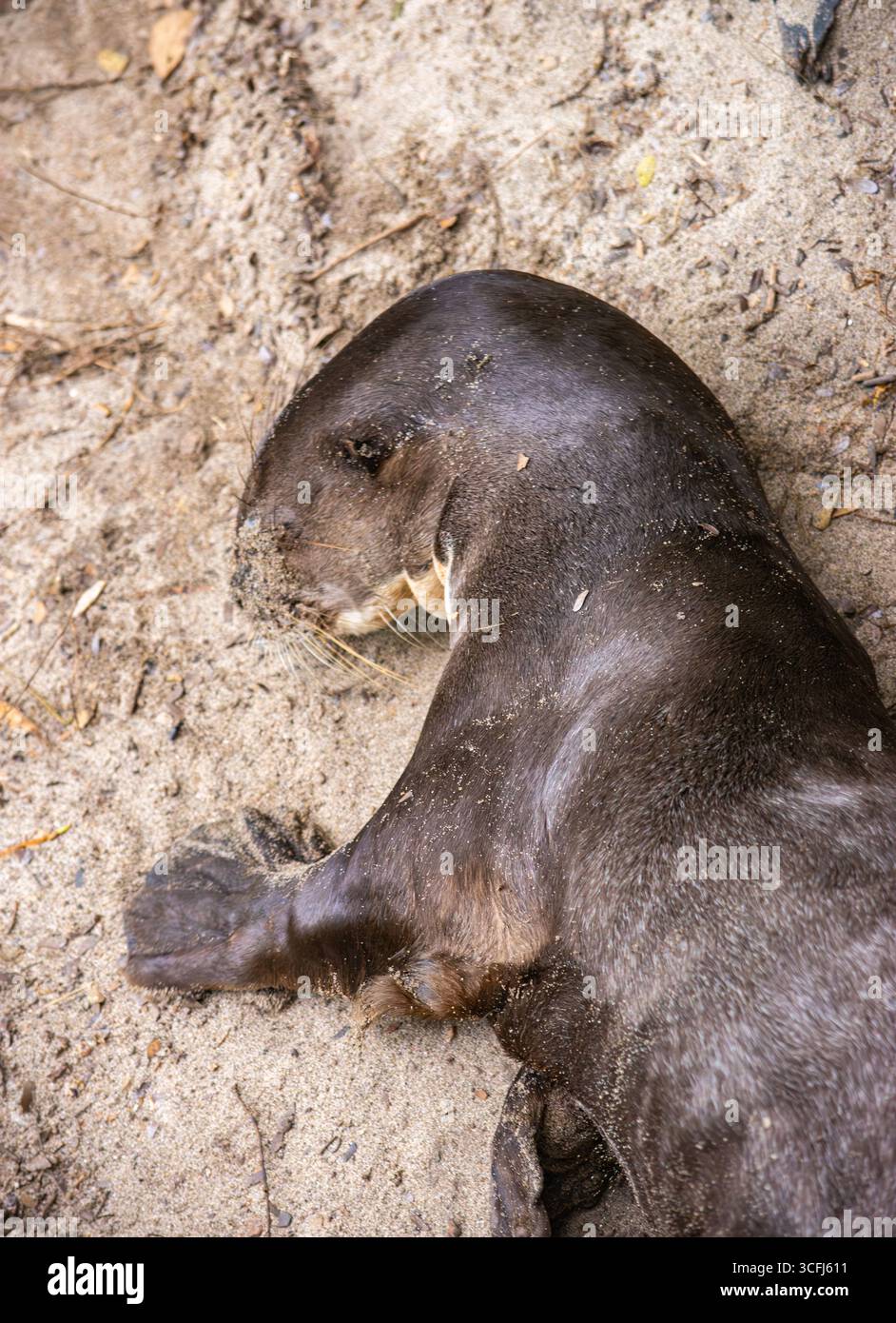Ein Otter, der friedlich auf sandigem Boden ruht und die Bemühungen um den Schutz der Tierwelt in Tolima, Kolumbien, zeigt. Stockfoto