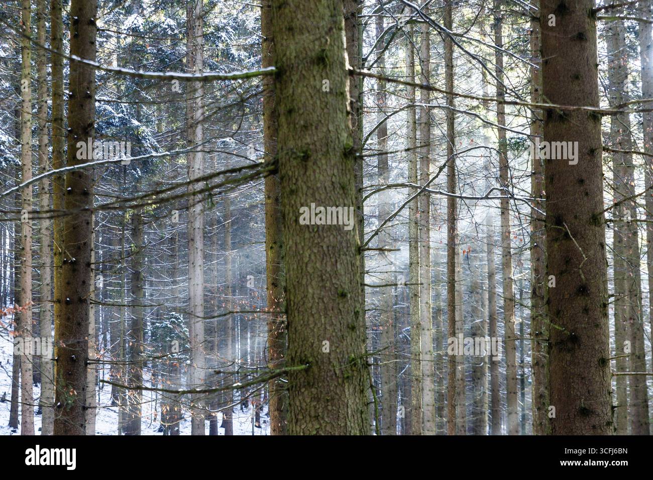 Schneebedeckter Wald mit Sonnenstrahlen zwischen den Baumstämmen, Kamptal Waldviertel Österreich Stockfoto
