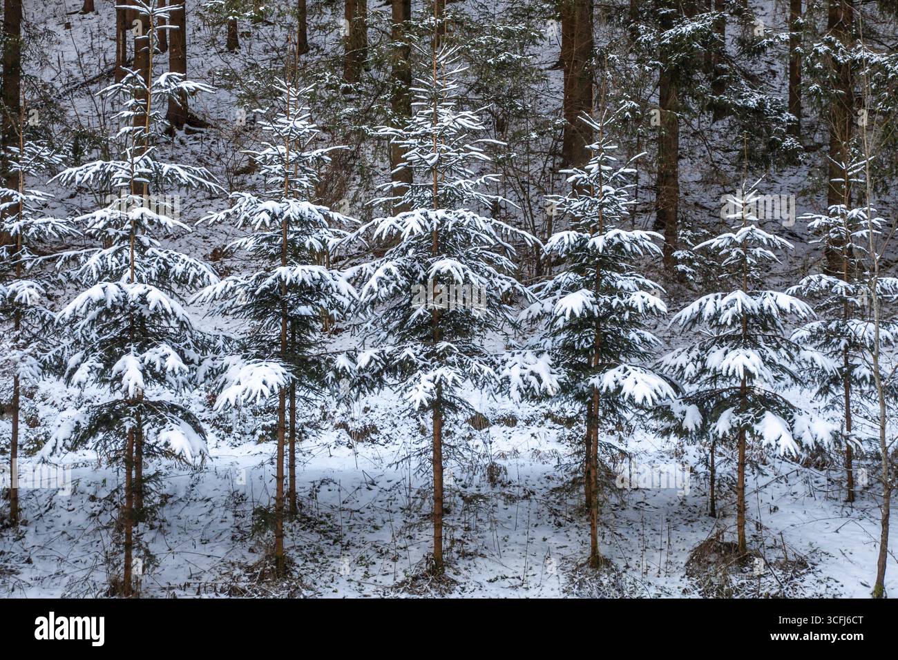 Schneebedeckte Tannen in dichtem Wald sorgen für eine ruhige Winteratmosphäre im Kamptal Waldviertel Österreich Stockfoto