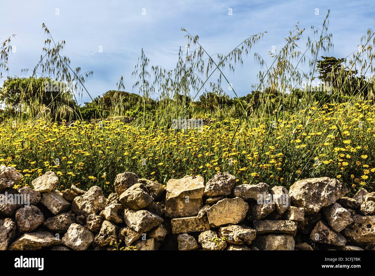 Ummauerte Felder, Malta Stockfoto