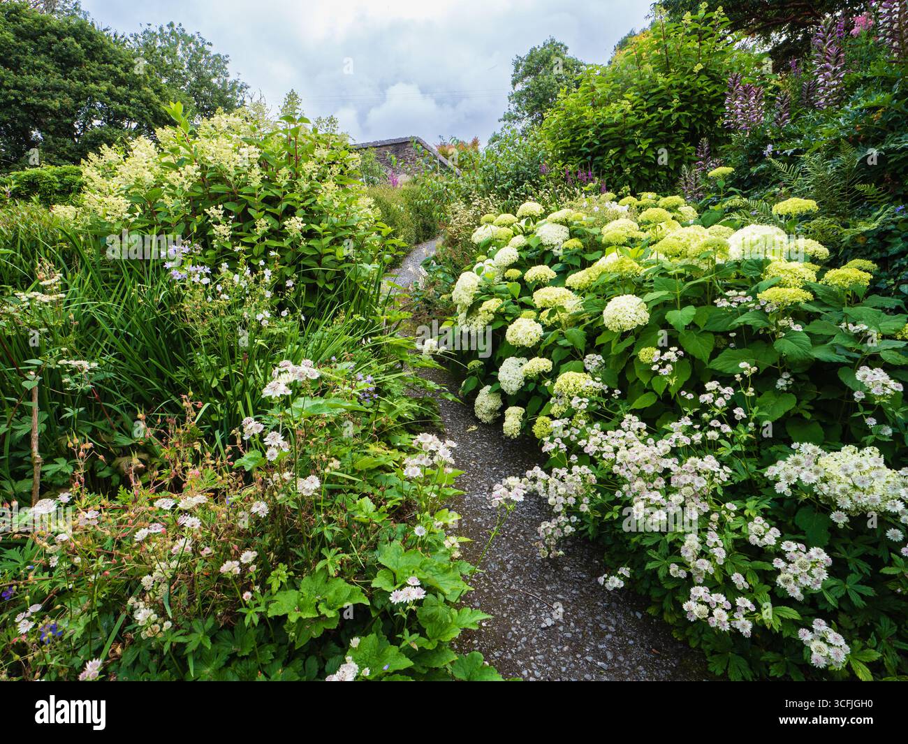 Farbenfrohe Sommer-Stauden- und Strauchpflanzungskombinationen auf der ummauerten Garten-unteren Terrasse im Garden House, Devon Stockfoto