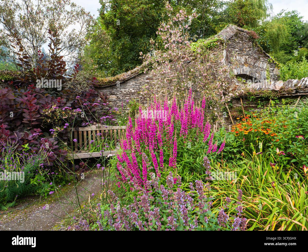 Farbenfrohe Sommer-Stauden- und Strauchpflanzungskombinationen auf der ummauerten Garten-unteren Terrasse im Garden House, Devon Stockfoto