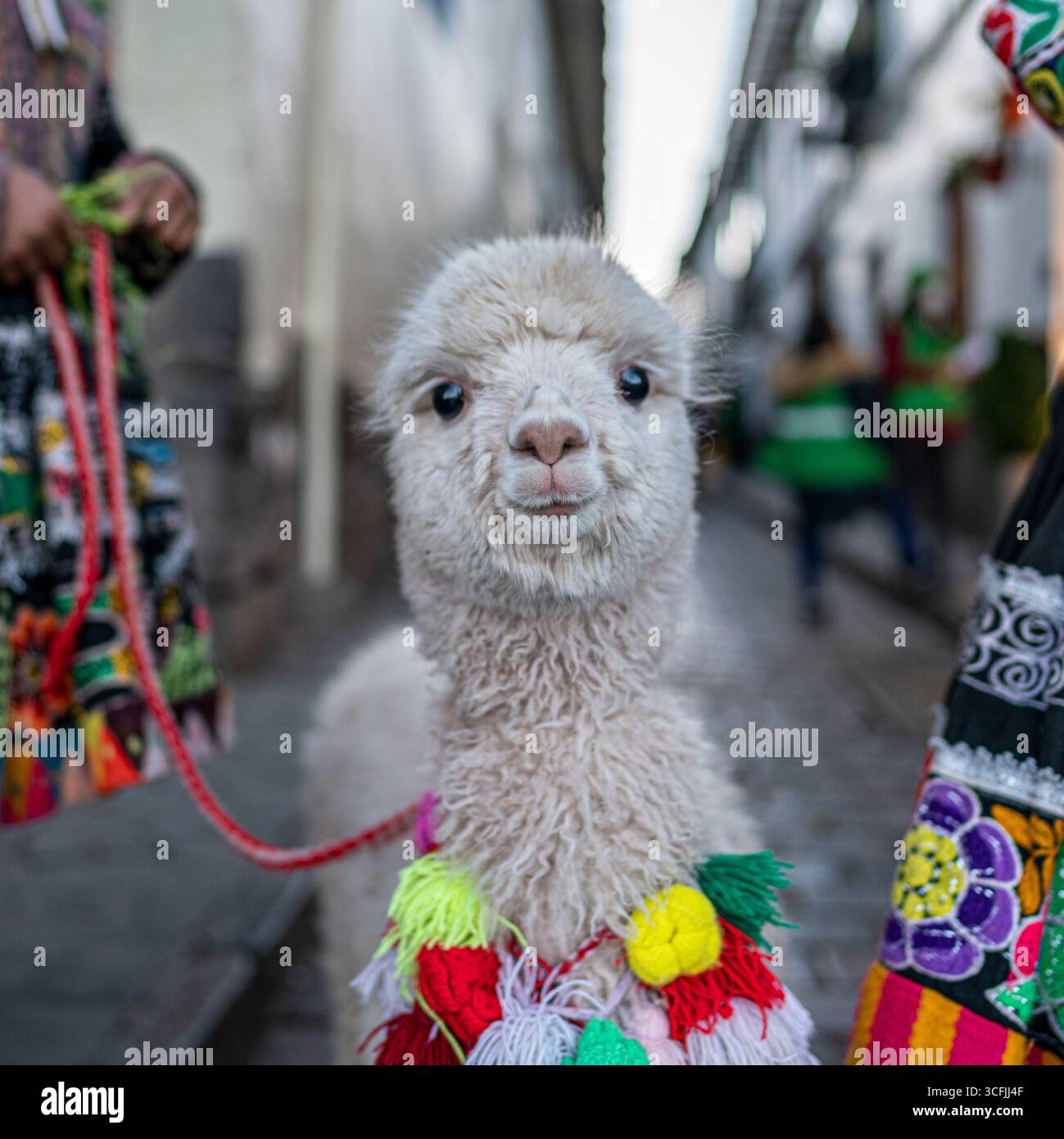 Nahaufnahme eines weißen Alpakas mit bunten Quasten auf einer kopfsteingepflasterten Straße in Cusco, Peru, die die Kultur der Anden und das traditionelle Erbe repräsentiert. Stockfoto