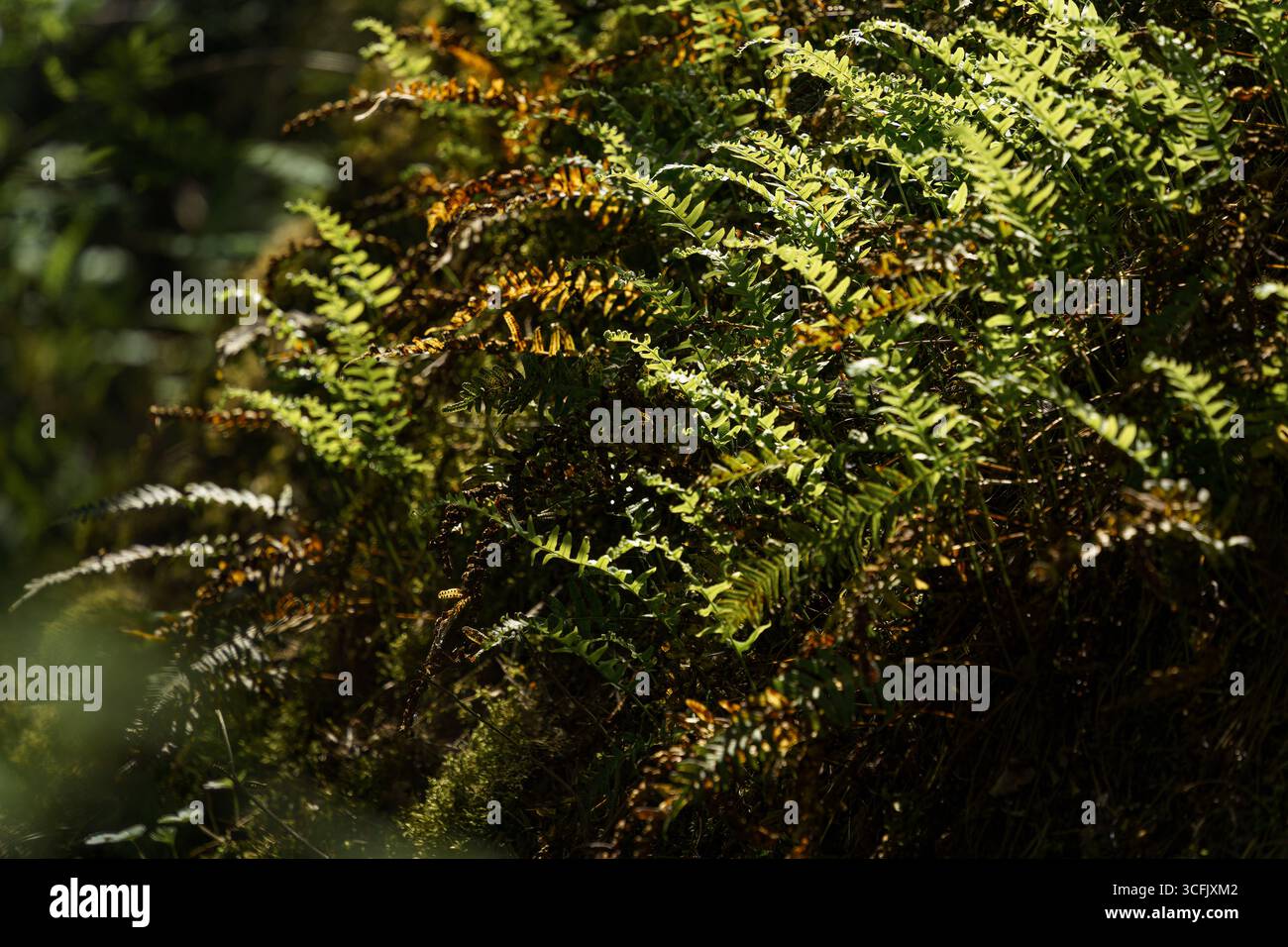 Nahaufnahme von grünen Farnen, die im Sommer in einem sonnendurchfluteten Wald wachsen Stockfoto