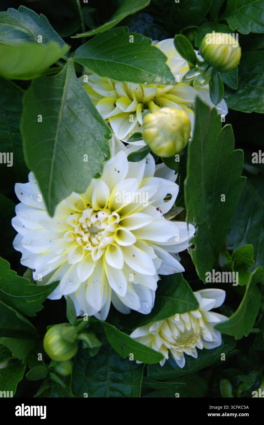 Eine schicke blühende weiße Dahlienblüte auf einem Busch und kleine dichte Knospen in der Nähe. Nahaufnahme, Makrofotografie. Vertikales Foto. Blumen. Geschenke der Natur Stockfoto