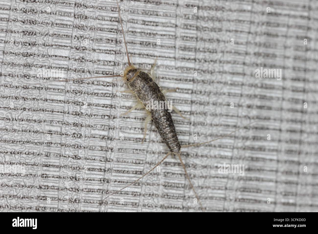 Langschwanzgrauer Silberfisch Ctenolepisma longicaudata. An der Wand eines Hotelzimmers, bedeckt mit Tapeten. Stockfoto