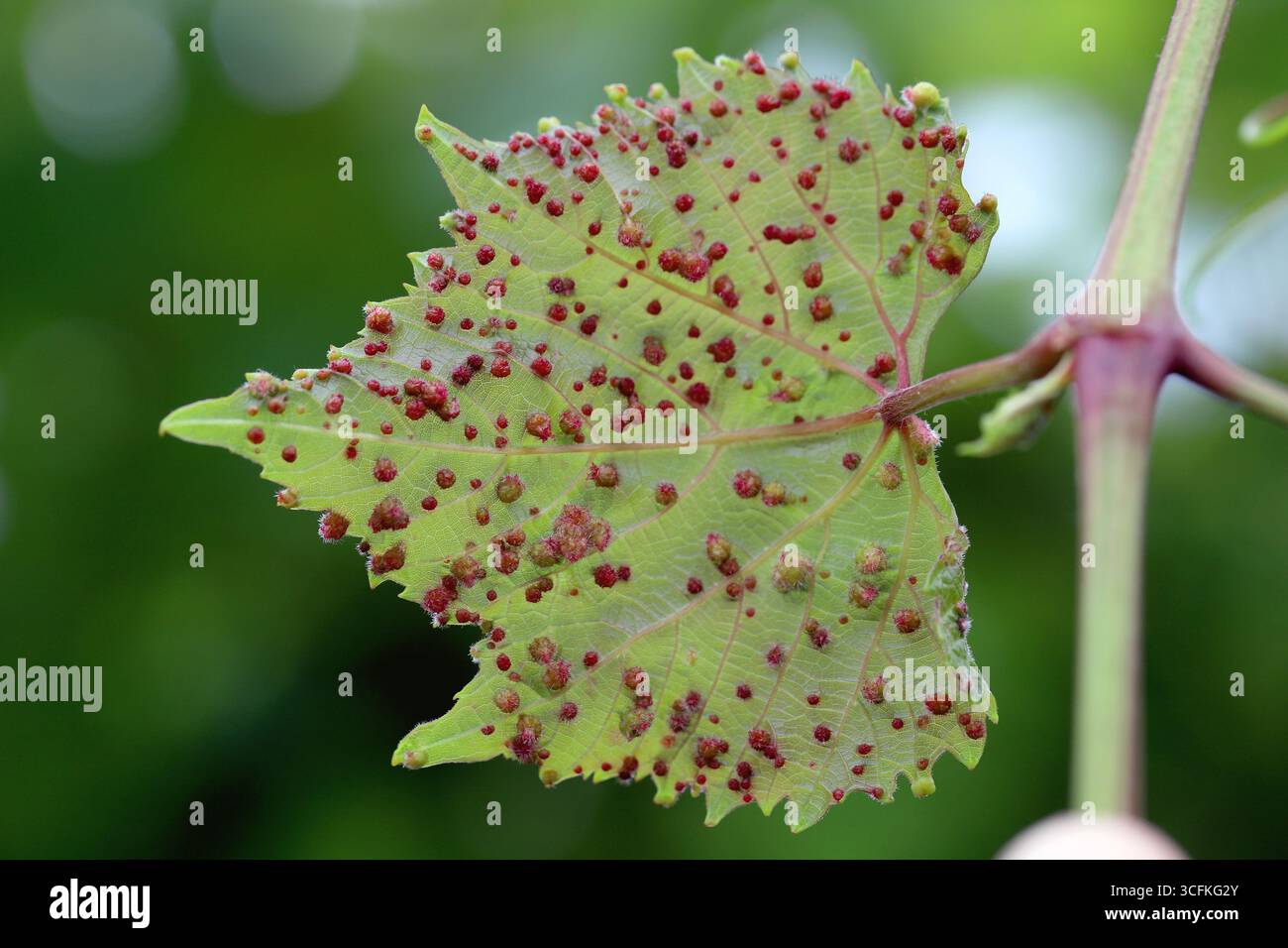 Phylloxera vitifoliae-Gallen an Traubenblättern. Stockfoto