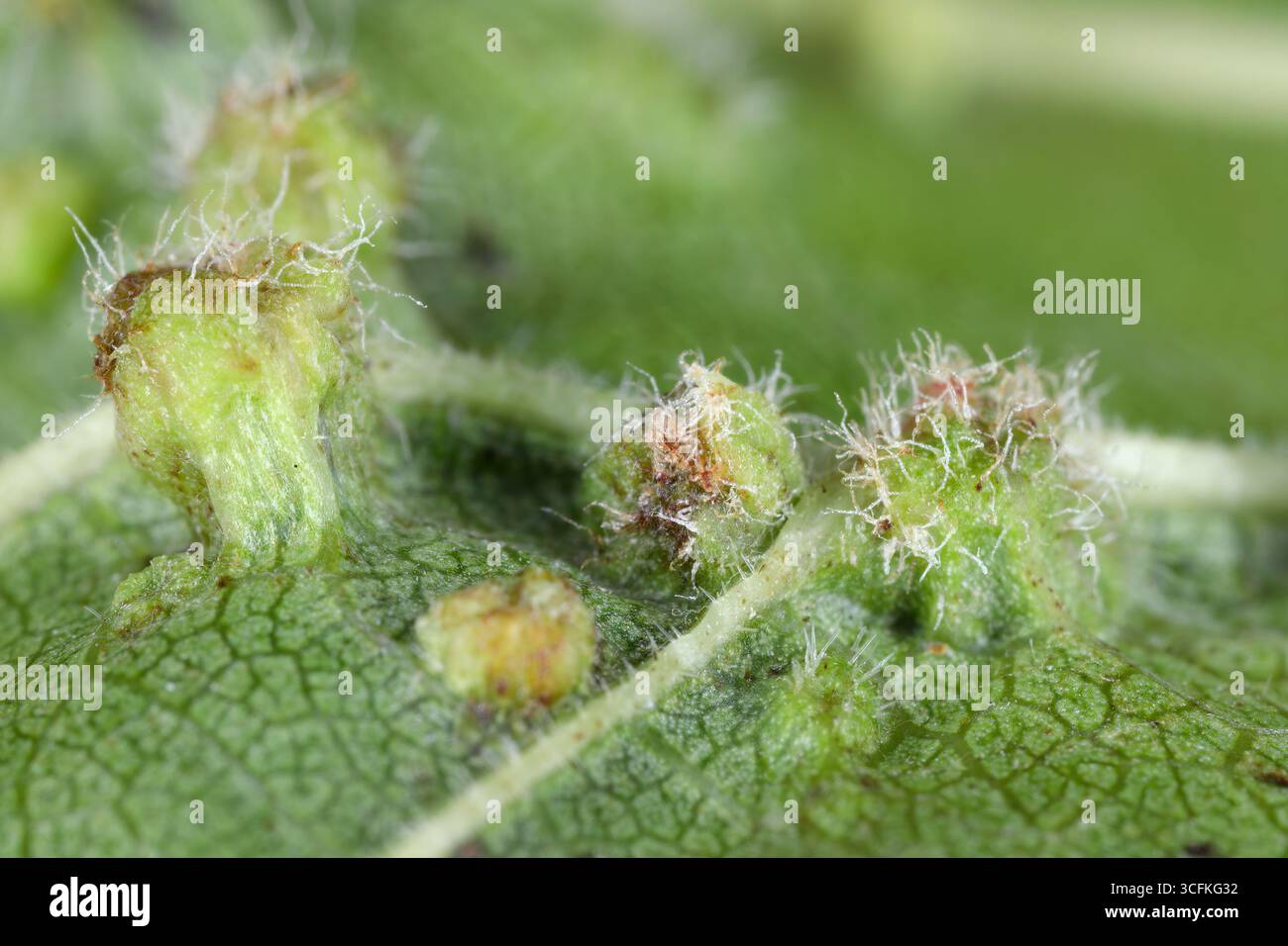 Blätter von Weinreben mit Gallen von Trauben phylloxera, Daktulosphaira vitifoliae. Hohe Vergrößerung. Stockfoto