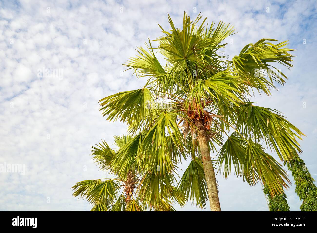 Foto von Palmen am Himmel. Stockfoto Foto von Palmen am Himmel. Stockfoto