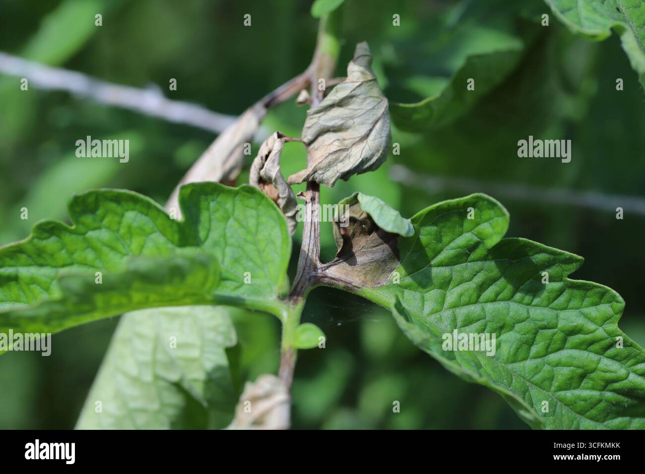 Tomaten die Kraut-und Knollenfäule (Phytophthora Infestans) Verletzungen und Schäden an Tomaten-Blätter Stockfoto
