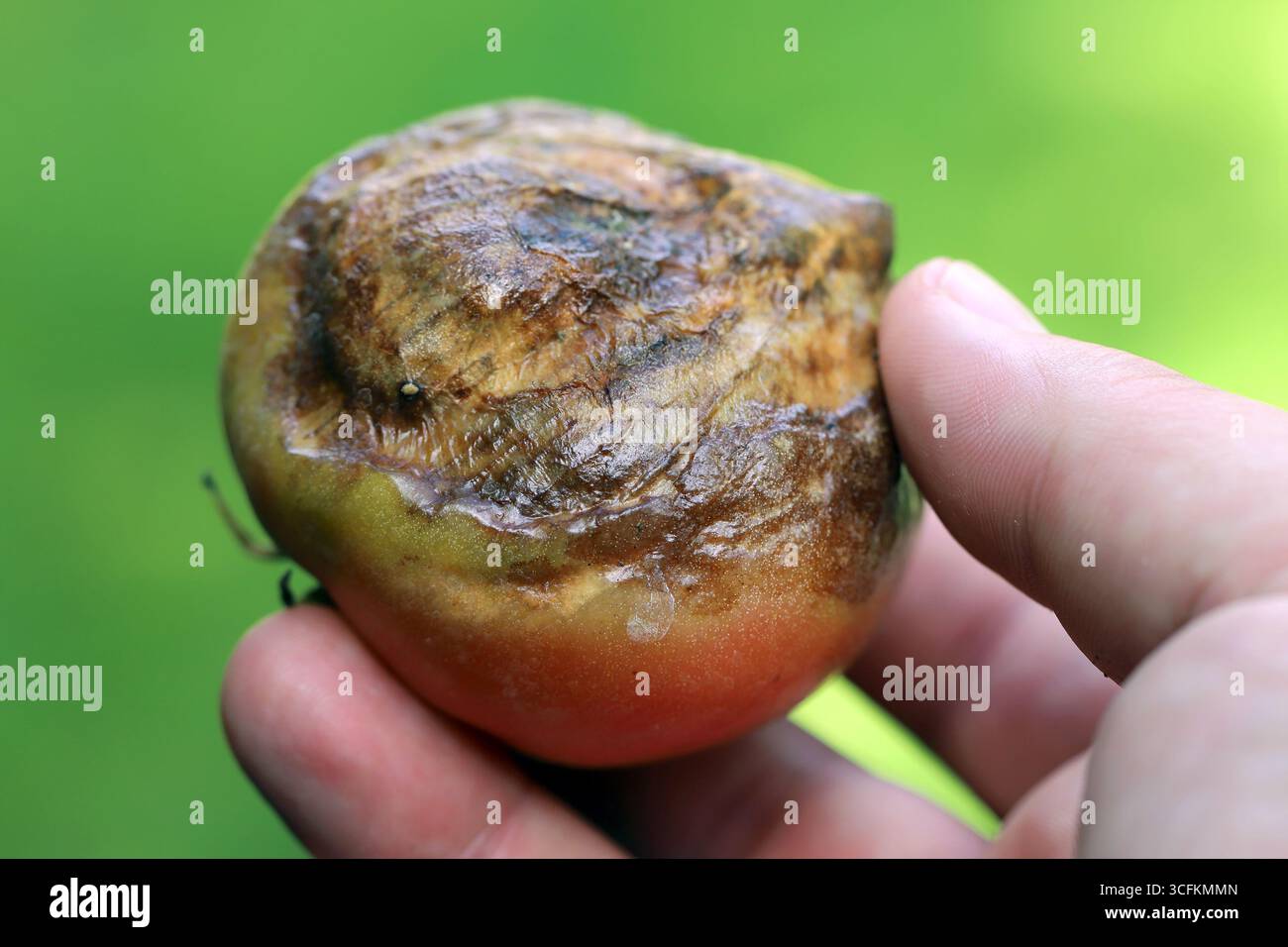 Tomaten und Knollenfäule verursacht durch den Pilz Phytophthora Infestans Devestates Tomaten und Kartoffeln ernten Stockfoto