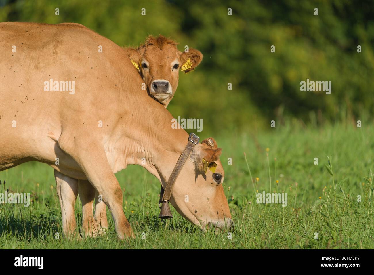 Kuh (Bos taurus) mit Kalb, das auf dem Rücken der Mutter liegt, während er auf einer Wiese weidet, Hausart in der tschechischen Natur. Süßes Baby und Mutterkuh. Stockfoto