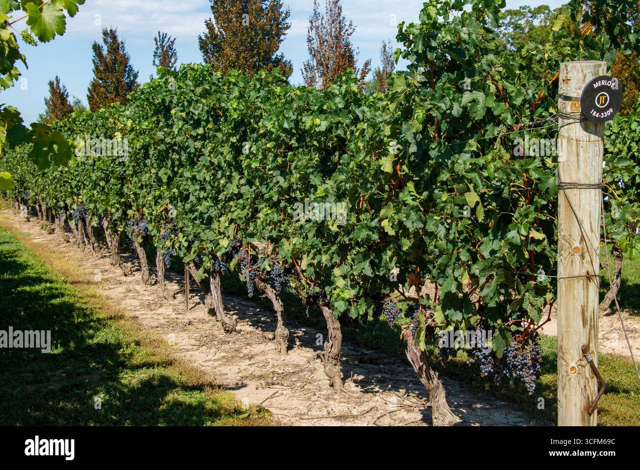 Die Merlot-Trauben in der Jackson-Triggs Winery und den Weinbergen in Niagara-on-the-Lake, Ontario, Kanada Stockfoto