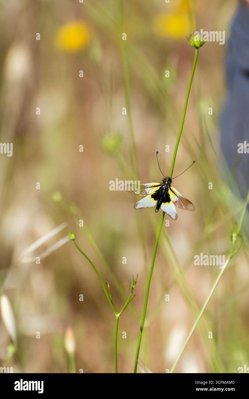 Schmetterling auf einem schmalen grünen Stiel auf einer lebendigen Wiese bei warmem Nachmittagslicht Stockfoto
