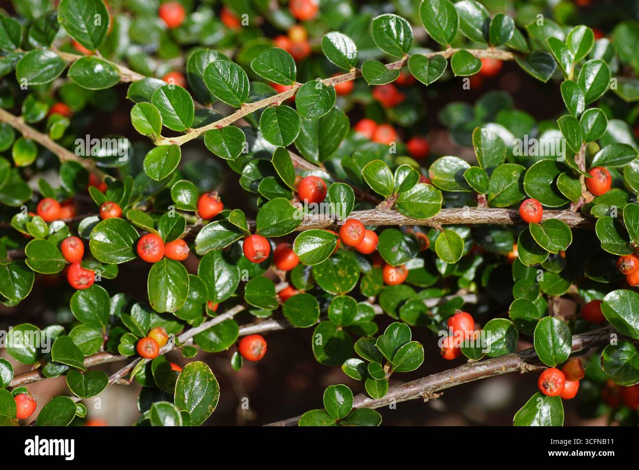 Cotoneaster horizontalis (Rock Cotoneaster) ein Laubstrauch mit brillanten, scharlachroten Beeren. Rosenfamilie (Rosaceae). Sommer, August, Niederlande Stockfoto