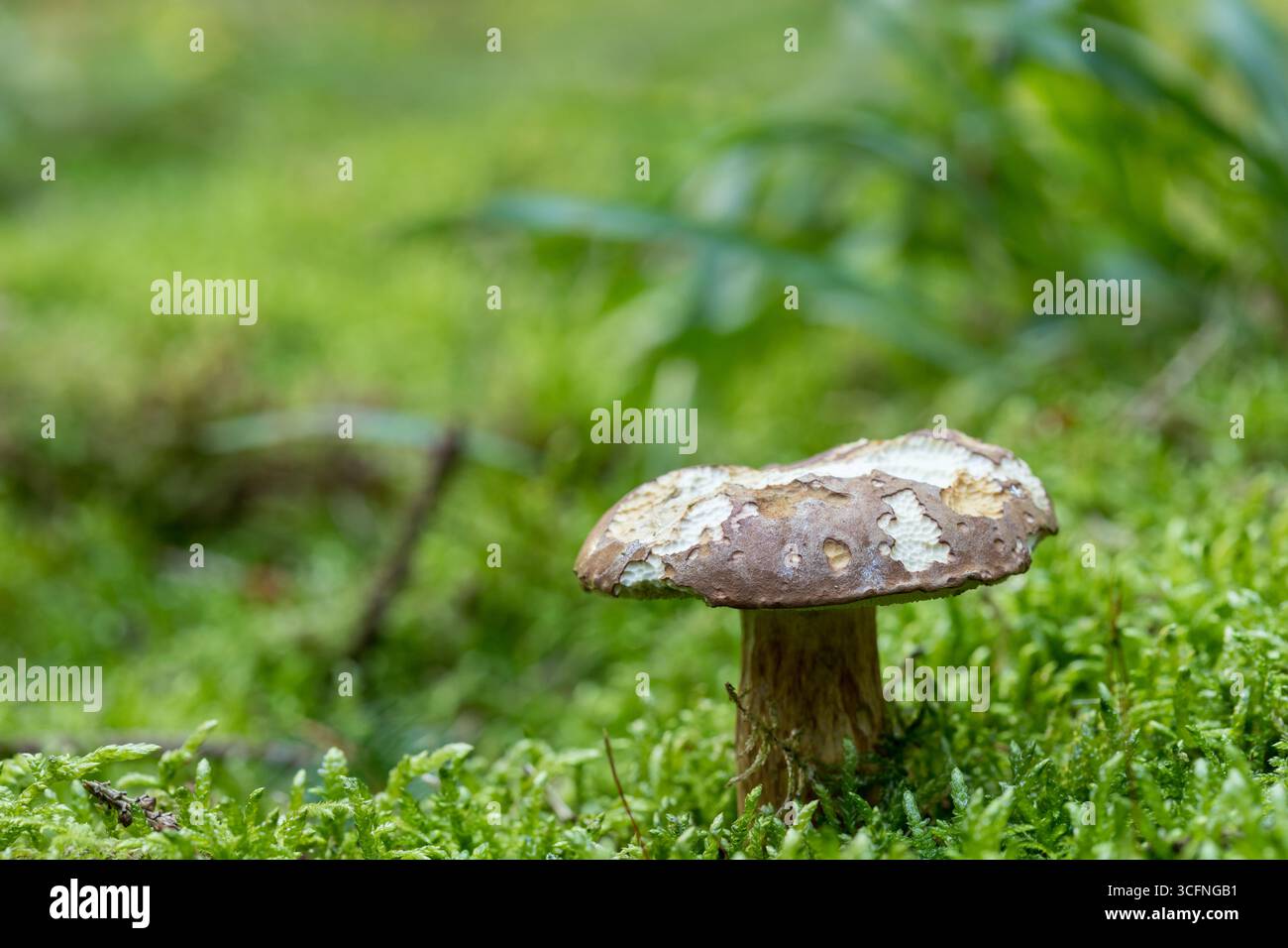 Boletus edulis essbarer Pilz auf Waldboden mit Tierbitemarks, Herbstwaldbild des Pilzes Stockfoto