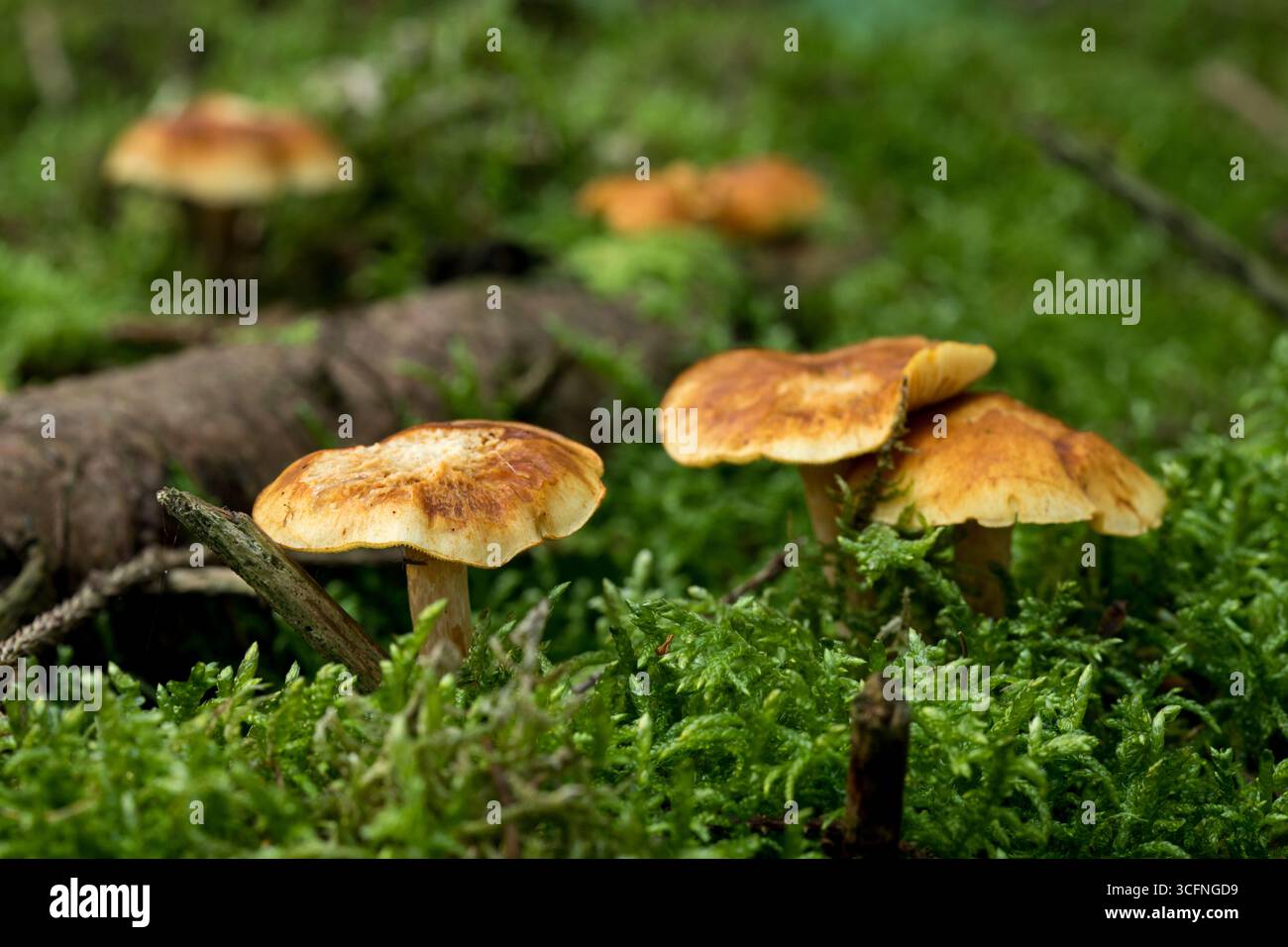 Ansammlung empfindlicher Mycena epipterygien, allgemein bekannt als Yellowleg Bonnet Pilze, wächst auf einem Bett aus leuchtendem grünem Moos, Pilzhintergrund Stockfoto