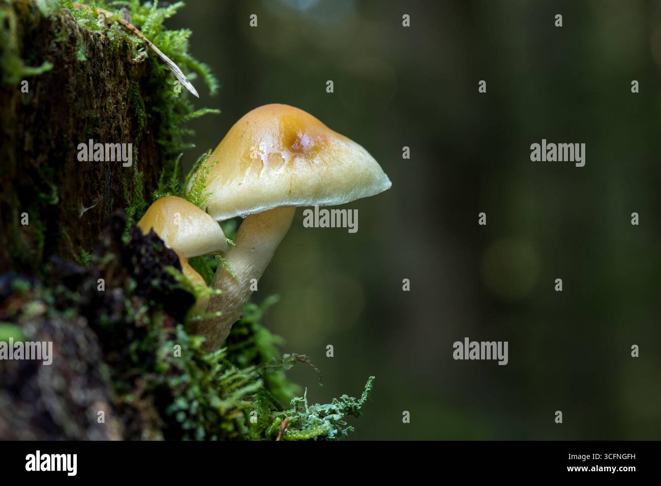 Hypholoma capnoides Pilze, auch bekannt als Conifer Tuft, wachsen auf einem moosbedeckten Baumstumpf in einer üppigen, grünen Waldlandschaft Stockfoto