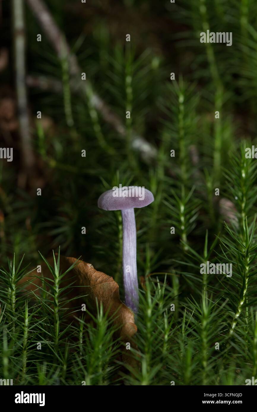 Nahaufnahme eines Amethyst-Deceiver-Pilzes (Laccaria amethystina), der seine markanten violetten Farbtöne unter Moos zeigt Stockfoto