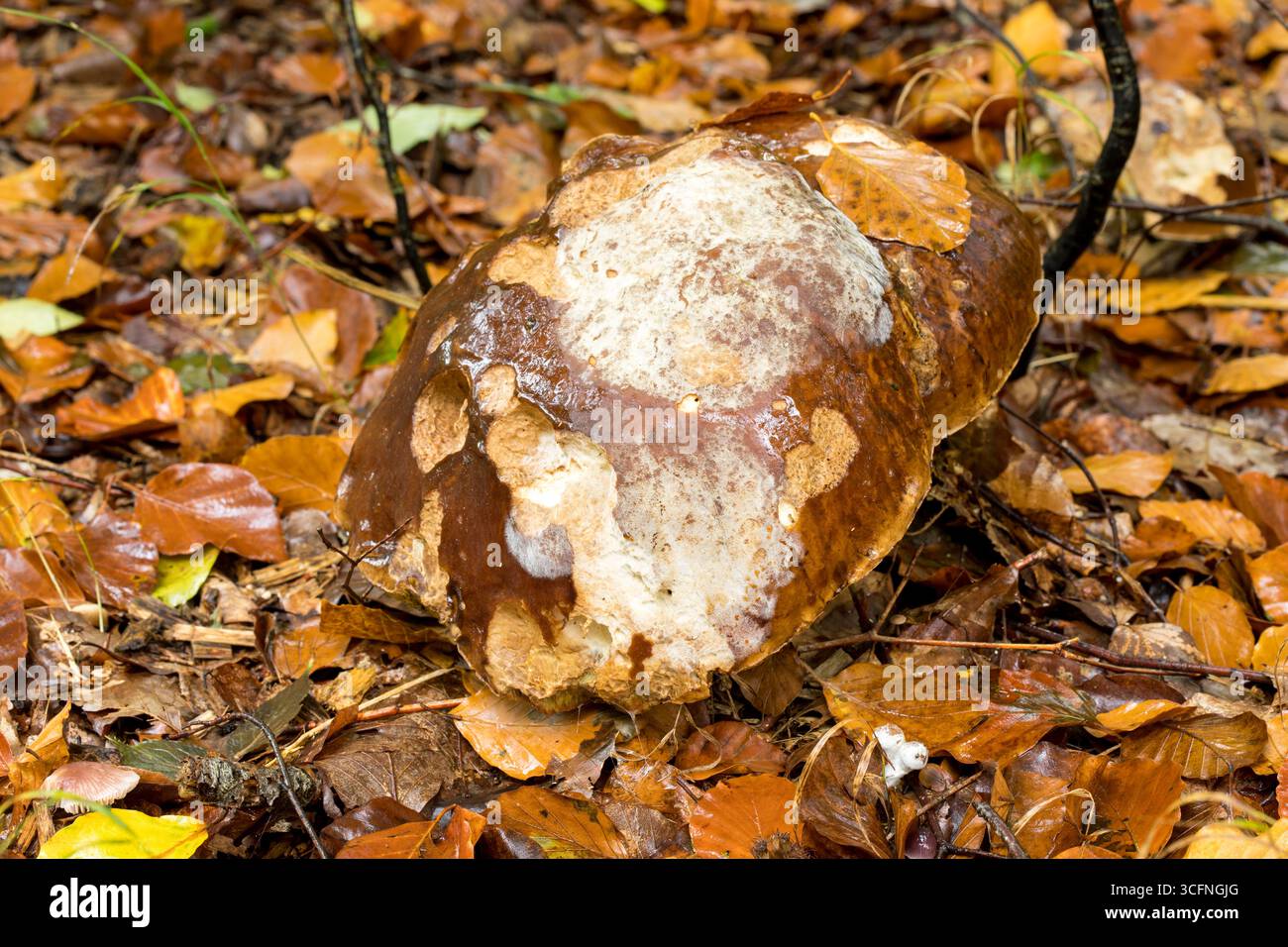 Sehr großer Boletus edulis essbarer Pilz auf Waldboden mit Tierbitemarks, Herbstwaldbild des Pilzes Stockfoto