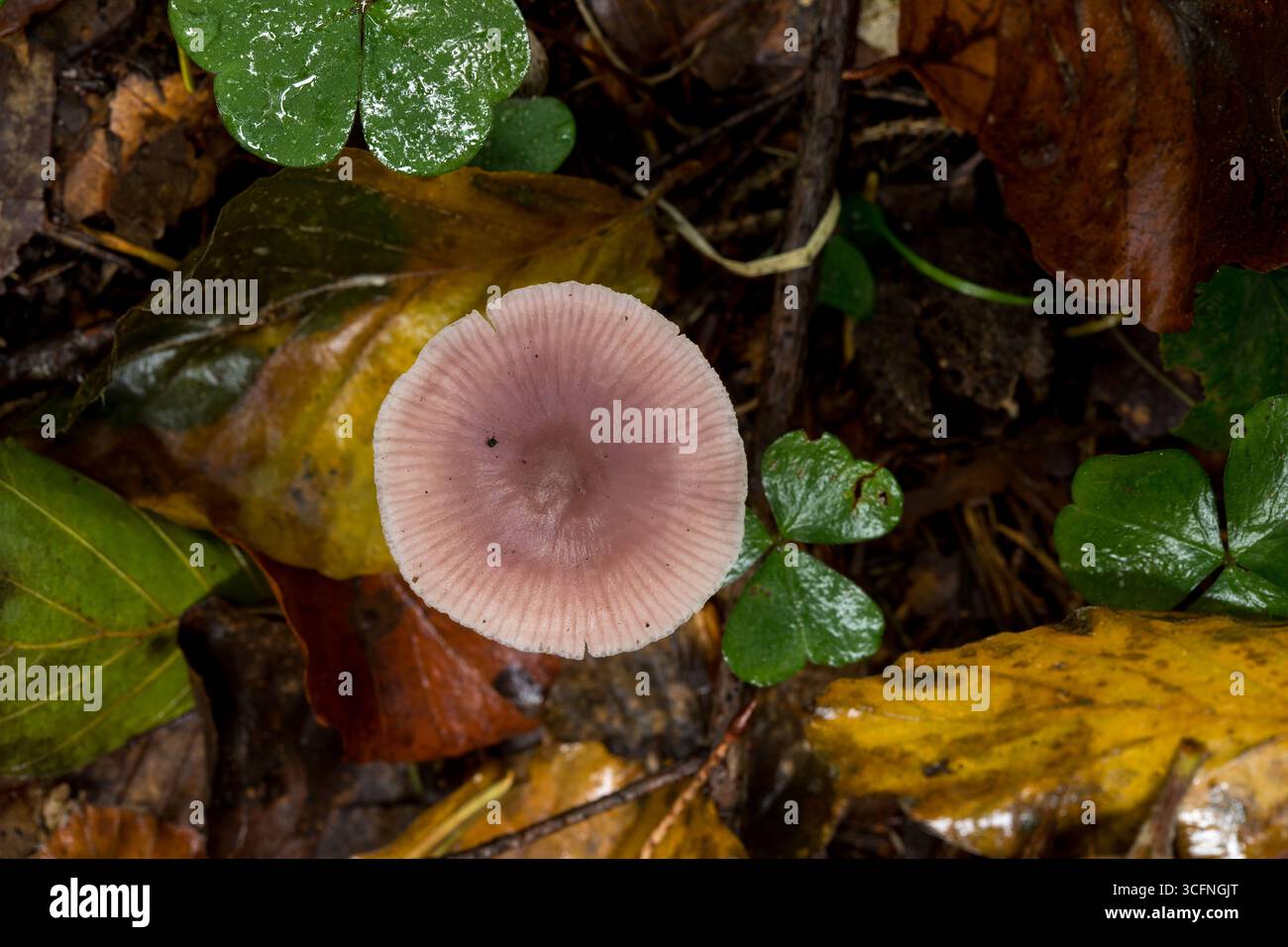 Flieder Mycena-Pilz wächst auf einem weichen, üppigen Bett aus grünem Moos in einem sonnendurchfluteten Wald und unterstreicht seine Stockfoto