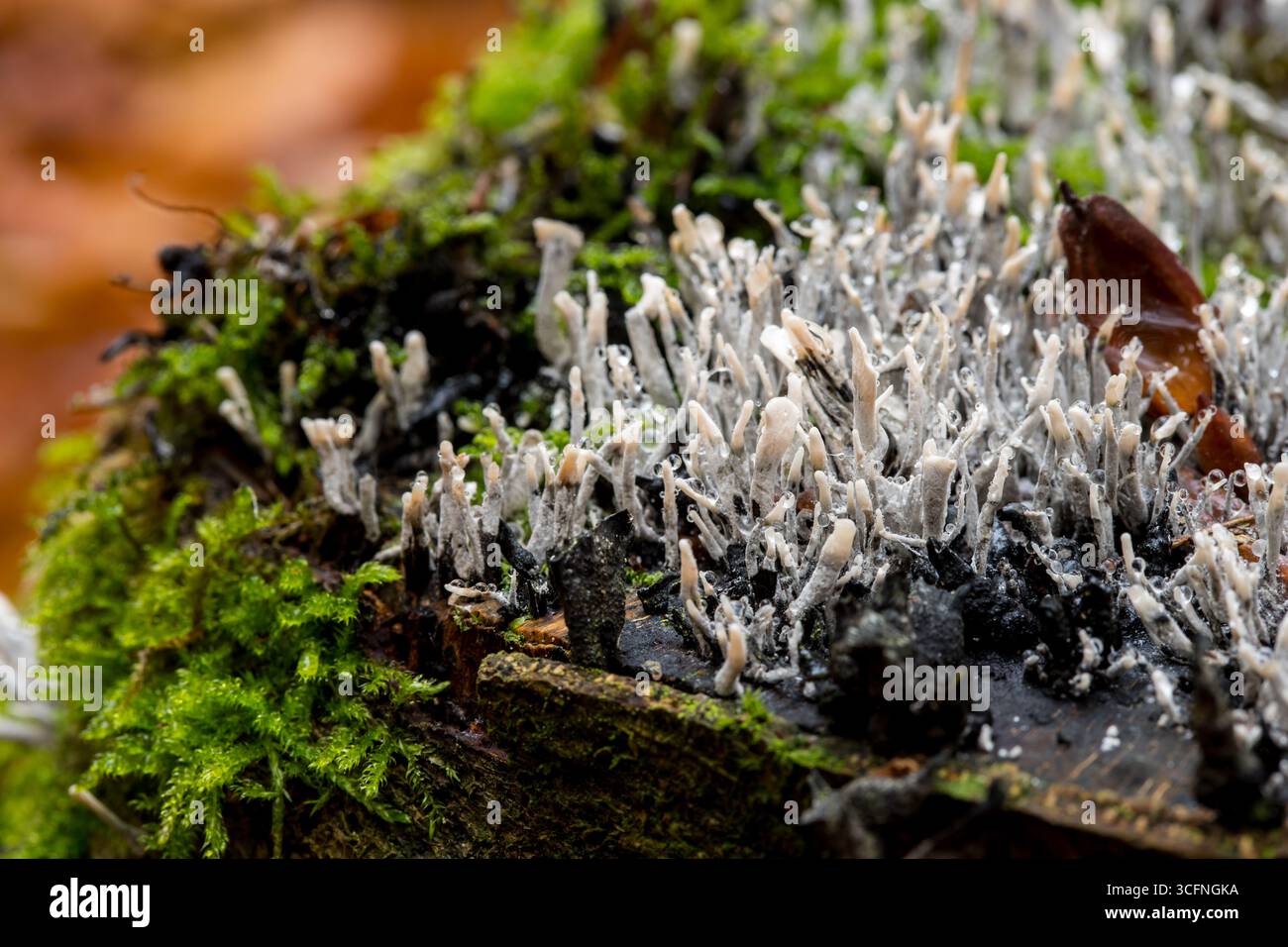 Makroaufnahme eines Kerzenschnupfpilzes (Xylaria hypoxylon), der auf einem alten, verfallenen Baumstumpf wächst, der mit lebhaftem grünem Moos bedeckt ist Stockfoto