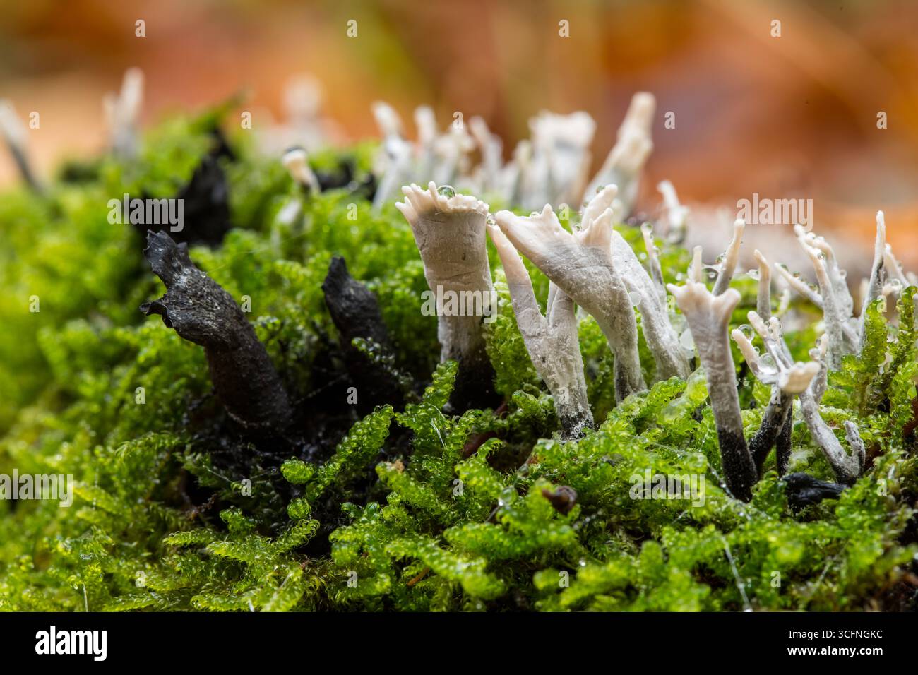 Makroaufnahme eines Kerzenschnupfpilzes (Xylaria hypoxylon), der auf einem alten, verfallenen Baumstumpf wächst, der mit lebhaftem grünem Moos bedeckt ist Stockfoto